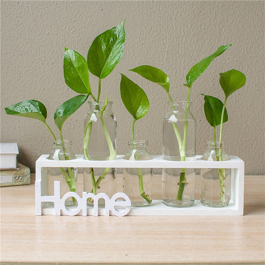 Transparent Glass Hydroponic Vase for Home Decor